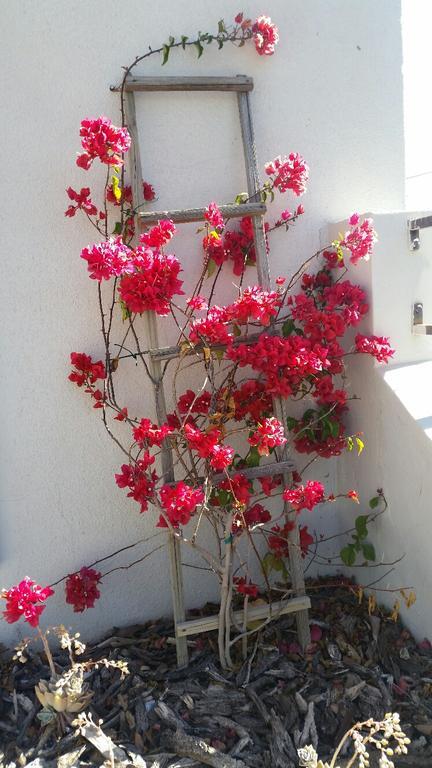 Pepper Tree Accommodation Beaufort West Exterior photo